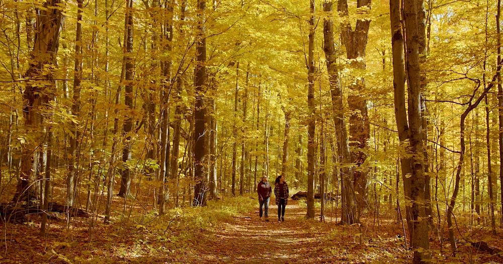 Two people walking down a path in a forest with trees covered in autumn leaves.