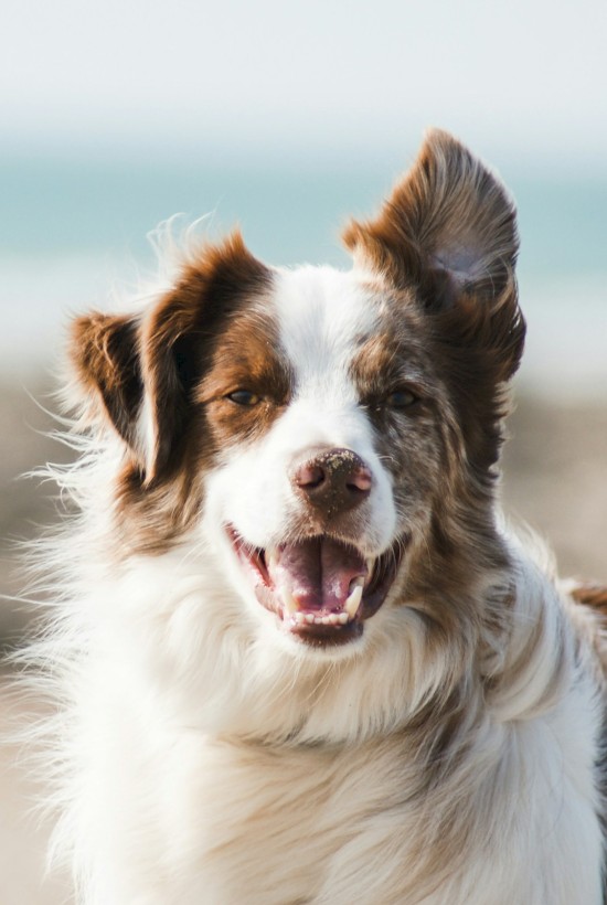 A happy dog with one ear up, enjoying a day at the beach with a blurry ocean backdrop in the distance.