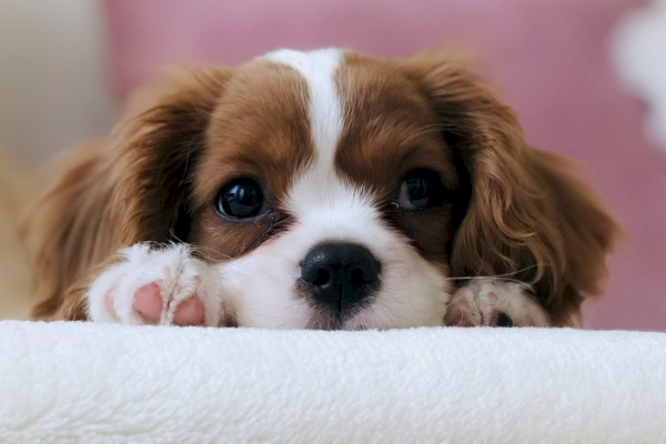 A cute puppy with floppy ears and a white and brown fur pattern, resting its head on a soft, white surface.