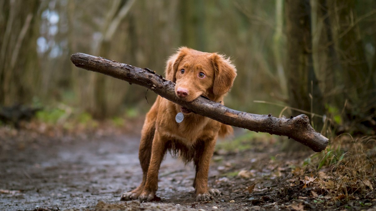 A puppy with a stick in its mouth stands on a muddy forest path surrounded by trees.