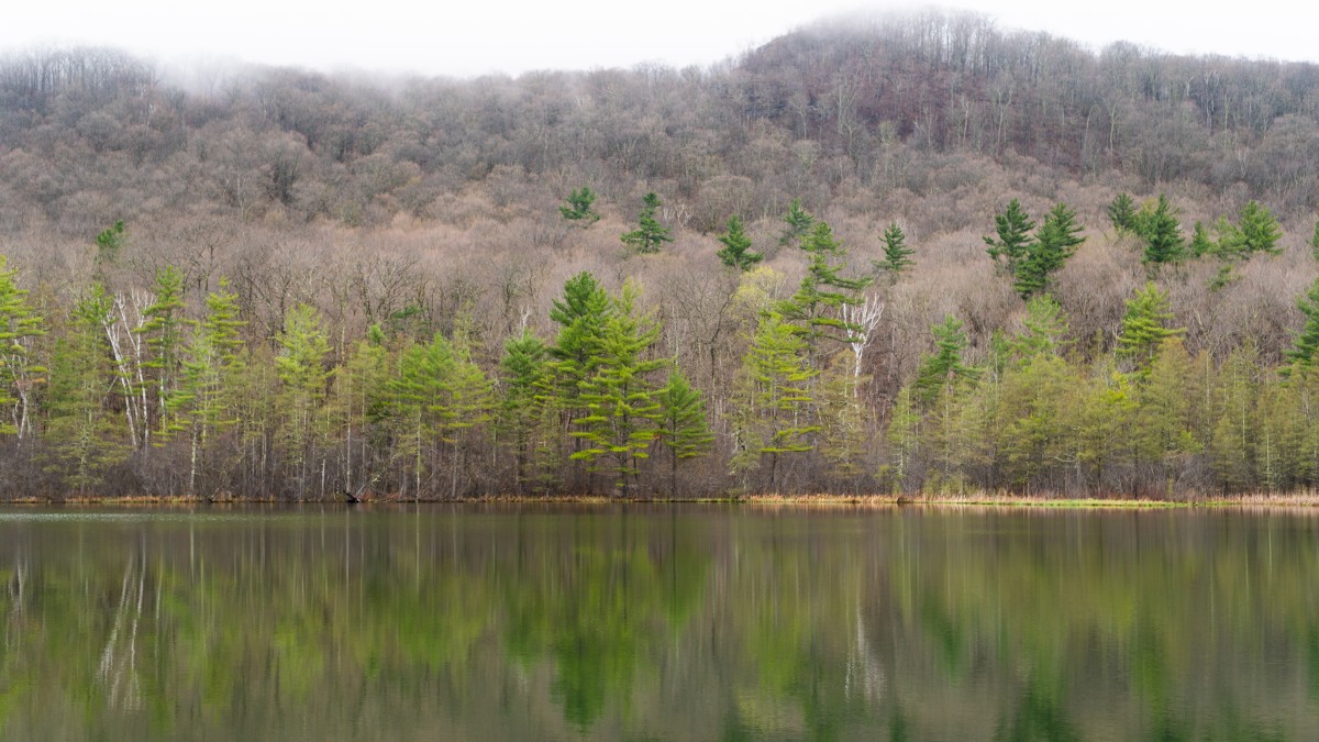 A tranquil lake reflects a forested mountainside with a mix of bare and green trees, topped by a foggy sky.