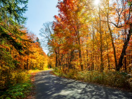 A scenic road winds through a vibrant autumn forest with colorful fall foliage and sunlight filtering through the trees.