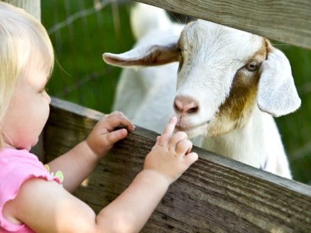 A young girl gently touches a goat's nose through a wooden fence at a farm or petting zoo.