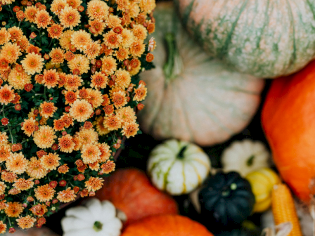 The image features a variety of pumpkins and gourds along with a large pot of orange chrysanthemums, creating an autumn harvest display.