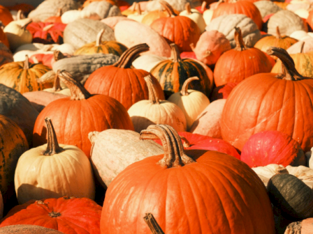 A colorful display of varied pumpkins and gourds at a fall harvest or pumpkin patch.
