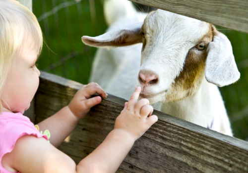 A young girl gently touches a goat through a wooden fence at a petting zoo, sharing a sweet moment with the animal.