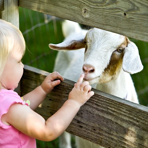 A young girl gently touches a goat through a wooden fence at a petting zoo, sharing a sweet moment with the animal.