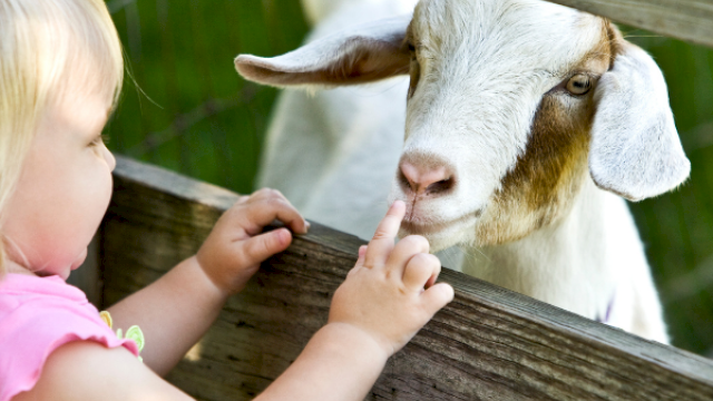 A young girl gently touches a goat through a wooden fence at a petting zoo, sharing a sweet moment with the animal.