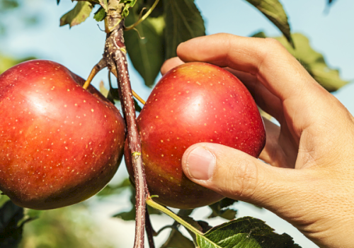 A hand holding two ripe red apples on an apple tree branch with green leaves against a bright sky background.