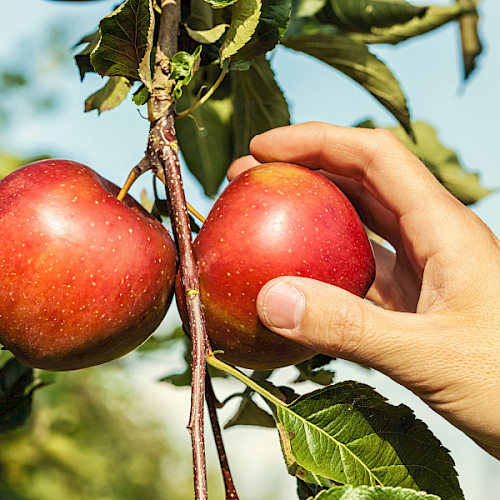A hand holding two ripe red apples on an apple tree branch with green leaves against a bright sky background.