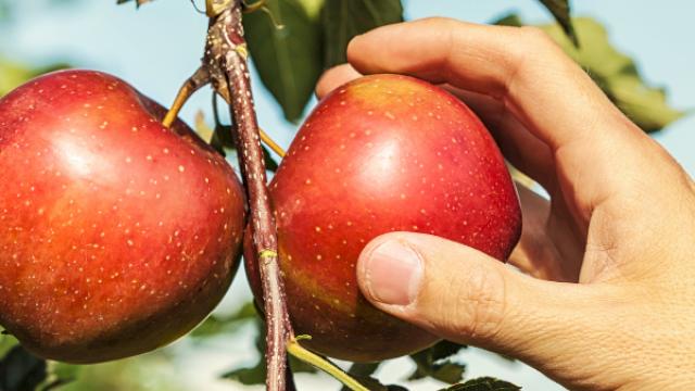 A hand holding two ripe red apples on an apple tree branch with green leaves against a bright sky background.