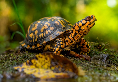 A colorful turtle with black and orange markings is crawling on a mossy ground in a lush, green forest environment.