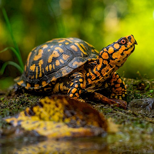 A colorful turtle with black and orange markings is crawling on a mossy ground in a lush, green forest environment.