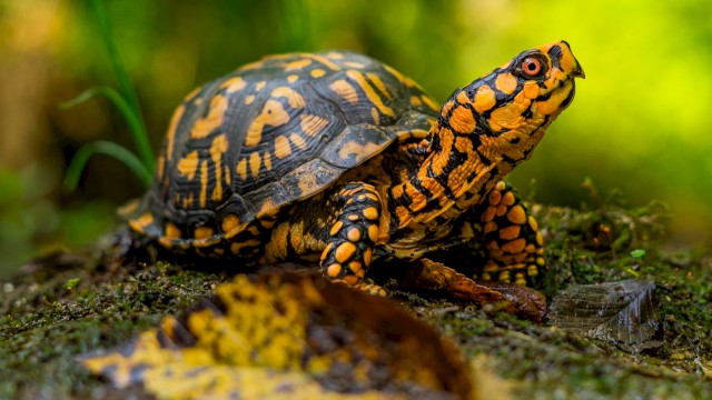 A colorful turtle with black and orange markings is crawling on a mossy ground in a lush, green forest environment.