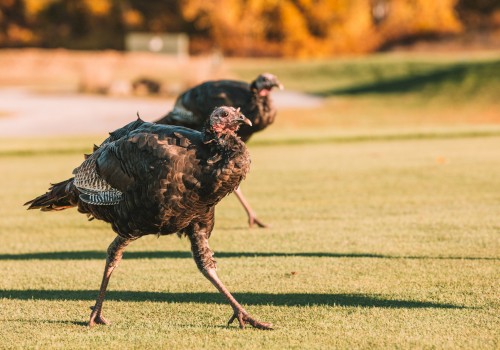 Two wild turkeys walking on a grassy field with autumn trees in the background.