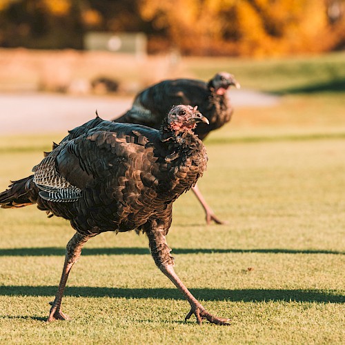 Two wild turkeys walking on a grassy field with autumn trees in the background.