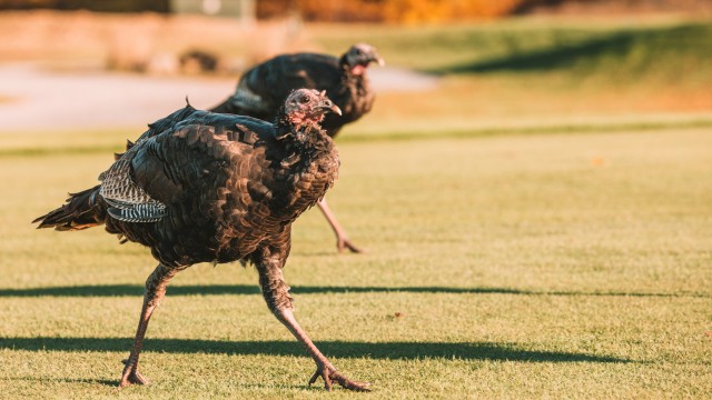 Two wild turkeys walking on a grassy field with autumn trees in the background.