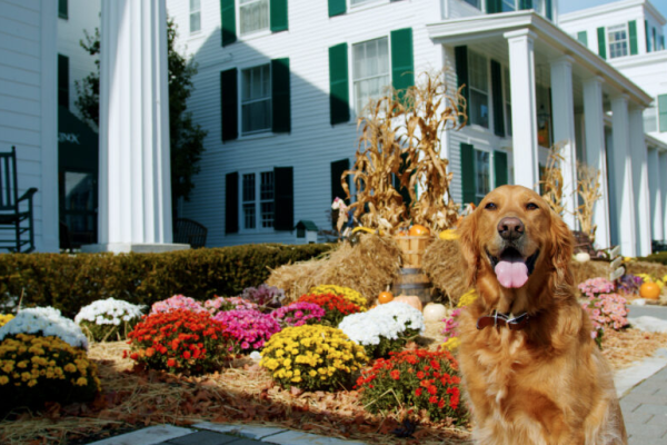 A happy golden retriever sits in front of a white house decorated with colorful flowers and autumn-themed decor.