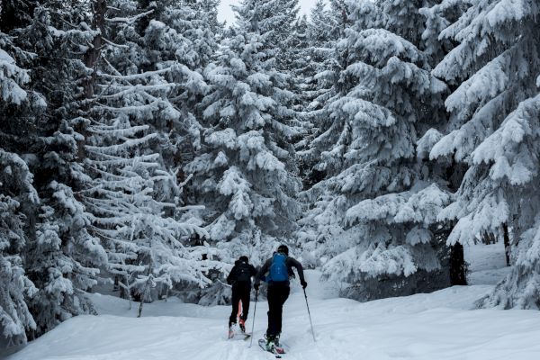 Two people are skiing through a snow-covered forest, surrounded by tall trees blanketed in fresh snow, creating a serene winter scene.