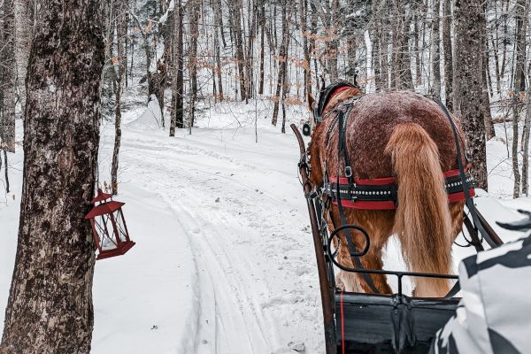A horse pulls a sleigh through a snowy forest, traveling along a snow-covered path surrounded by leafless trees, creating a winter scene.