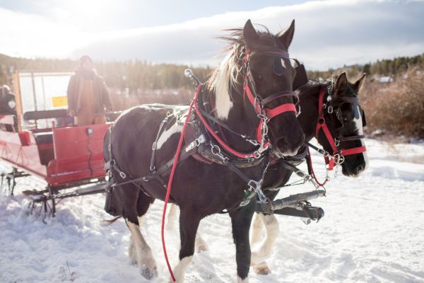 Two horses, adorned with red tack and harnesses, are pulling a red sleigh through a snowy landscape. A person is seated in the sleigh.