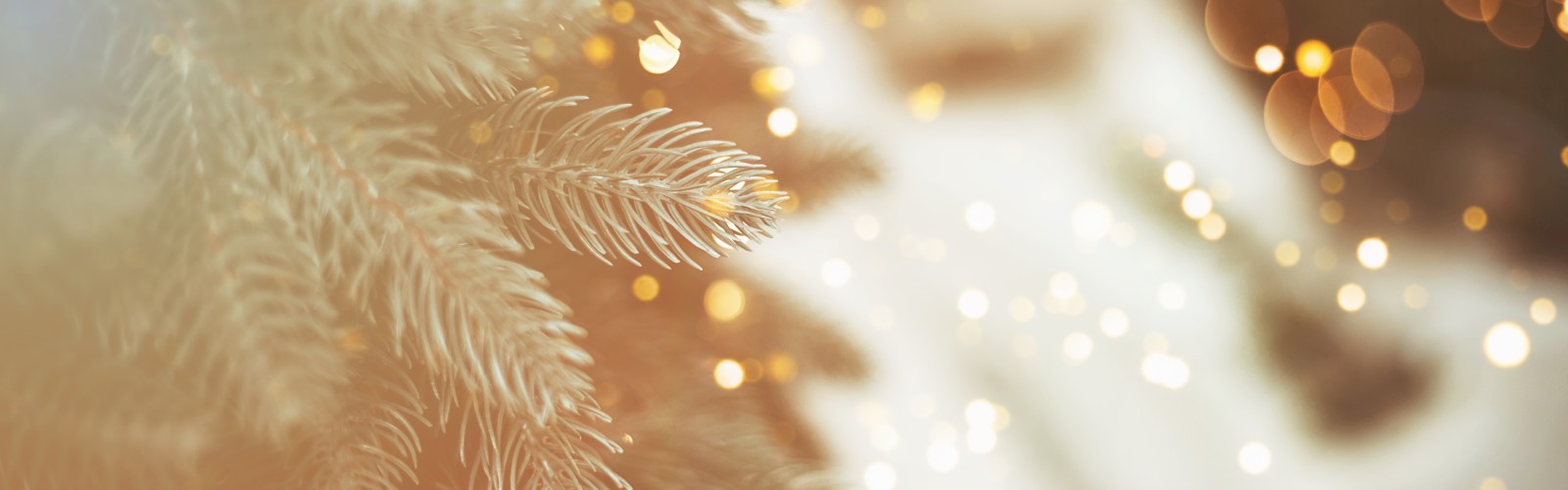 The image shows a close-up of a pine tree branch with warm, blurry lights in the background, creating a festive, holiday atmosphere.