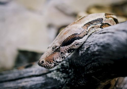 The image shows a snake, likely a python or boa, coiled around a piece of wood, with its head and upper body visible.