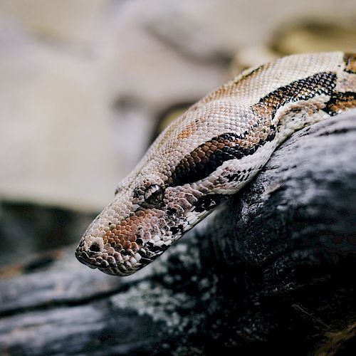 The image shows a snake, likely a python or boa, coiled around a piece of wood, with its head and upper body visible.