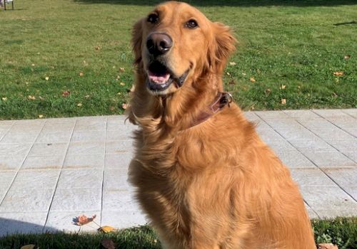 A happy Golden Retriever sits on a stone pathway, with a grassy area in the background and autumn leaves scattered on the ground.