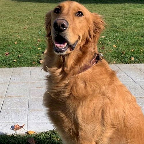 A happy Golden Retriever sits on a stone pathway, with a grassy area in the background and autumn leaves scattered on the ground.