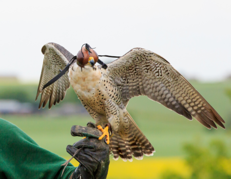 A falcon perched on a gloved hand, wearing a hood for falconry, with outstretched wings against a blurred green and yellow landscape background.