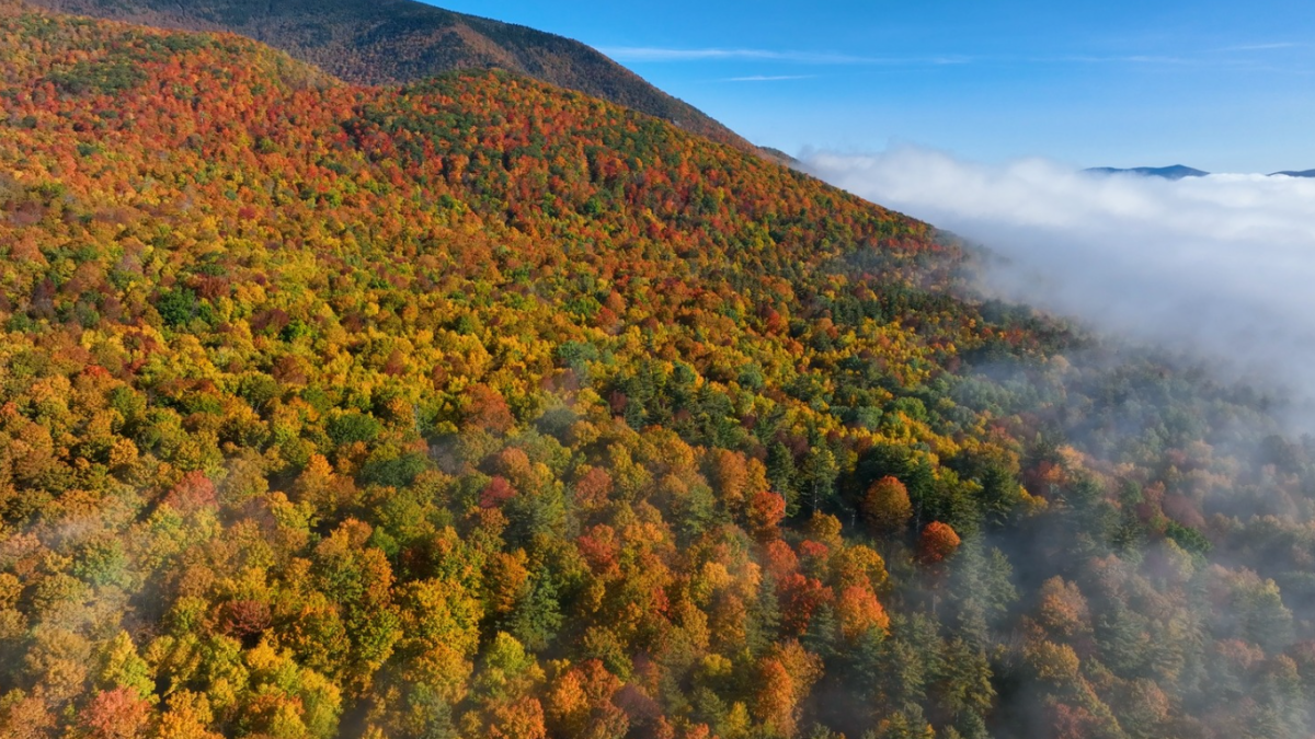 An aerial view of a forest displaying vibrant fall foliage with various shades of red, orange, and yellow, set against a backdrop of hills and a blue sky.