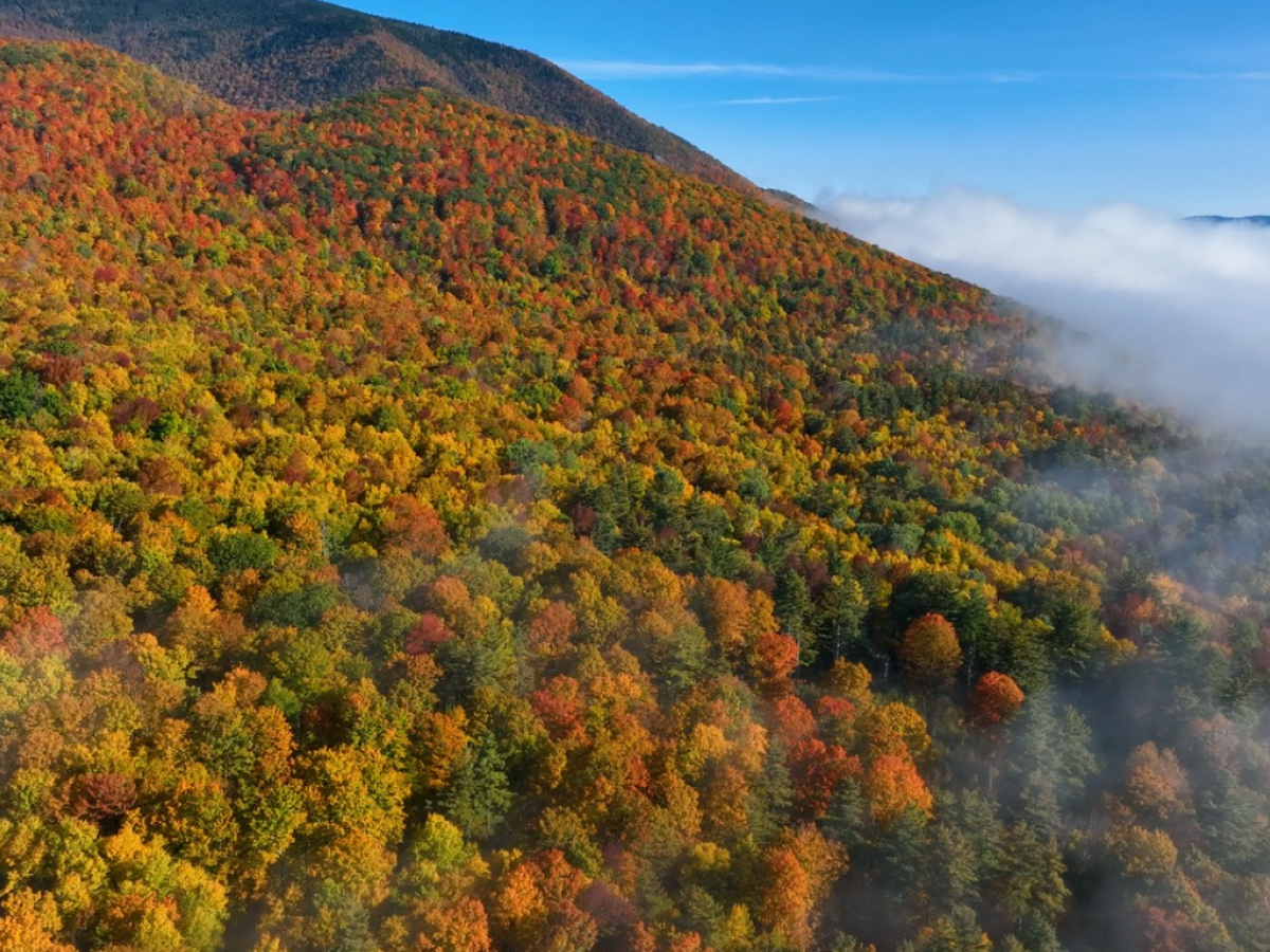 An aerial view of a forest displaying vibrant fall foliage with various shades of red, orange, and yellow, set against a backdrop of hills and a blue sky.