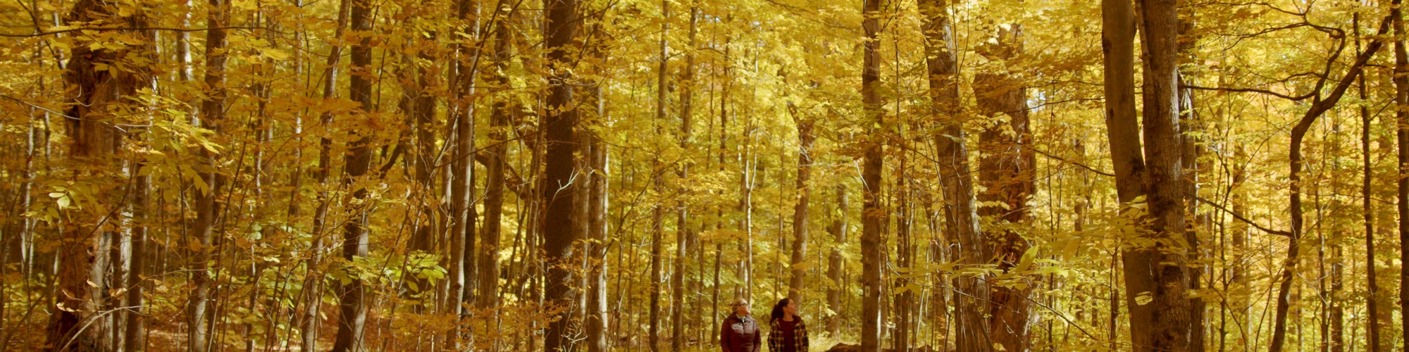 Two people walking down a path in a forest with trees covered in autumn leaves.