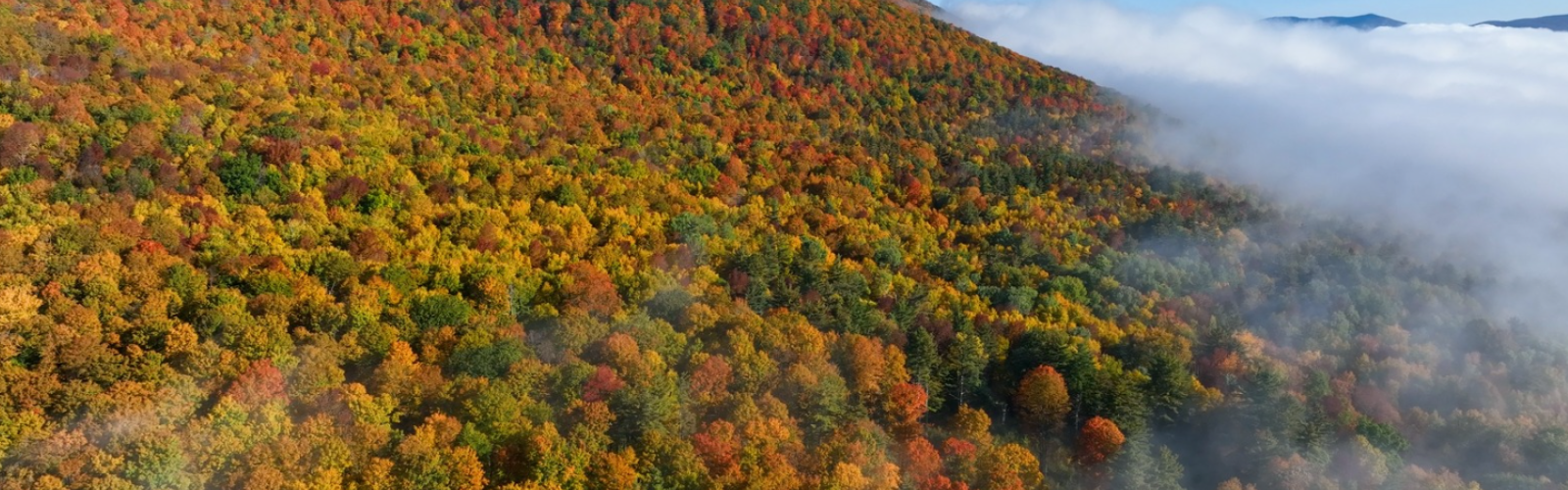 An aerial view of a forest in autumn, showcasing colorful foliage on a mountainside with a layer of mist or fog partially covering the trees.