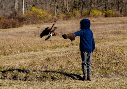 A person in a field holds out a gloved hand as a bird, possibly a hawk, approaches to land on it.