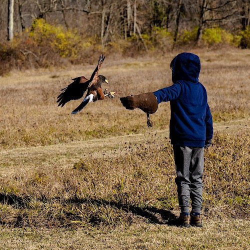 A person in a field holds out a gloved hand as a bird, possibly a hawk, approaches to land on it.