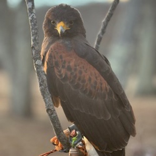 A hawk perched on a branch with prey in its talons, staring directly at the viewer, against a blurred natural background.