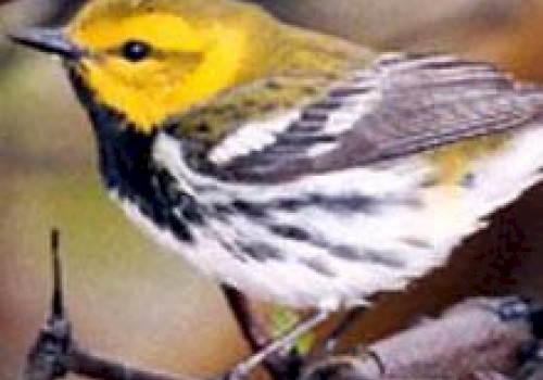 A small bird with a yellow head, dark wings, and streaked belly perched on a branch with a blurred natural background.