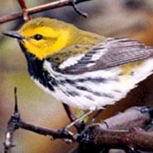 A small bird with a yellow head, dark wings, and streaked belly perched on a branch with a blurred natural background.