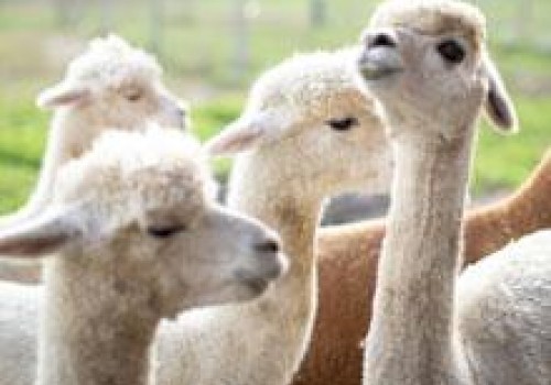 This image shows a group of alpacas standing together in a field.