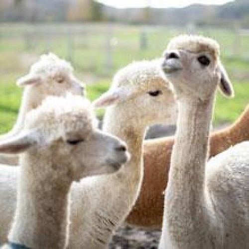 This image shows a group of alpacas standing together in a field.