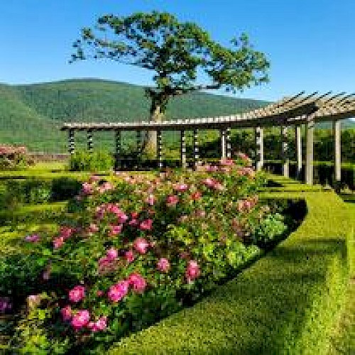 A vibrant garden with pink flowers, neatly trimmed hedges, a pergola, and a solitary tree with a mountain backdrop under a clear blue sky.