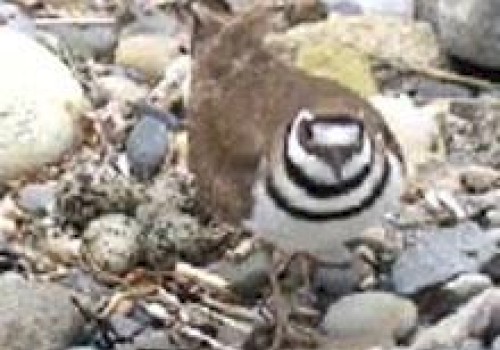 A bird stands on a rocky surface near a nest with speckled eggs, surrounded by pebbles and stones, blending well with its habitat.