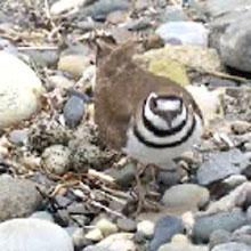 A bird stands on a rocky surface near a nest with speckled eggs, surrounded by pebbles and stones, blending well with its habitat.