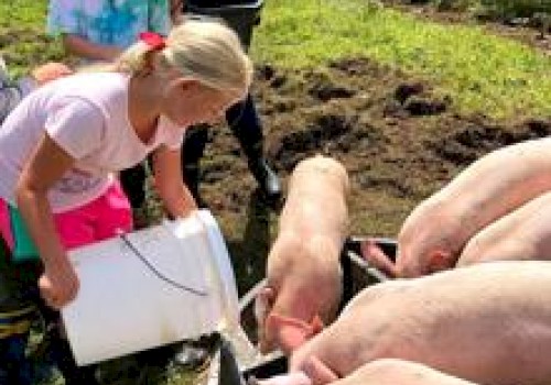 Children are feeding pigs in a grassy outdoor area using buckets, with the animals gathered around troughs.
