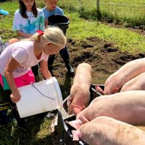 Children are feeding pigs in a grassy outdoor area using buckets, with the animals gathered around troughs.