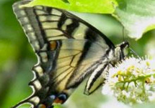 A butterfly with black, yellow, and blue patterns is perched on a white flower, surrounded by green leaves in the background.