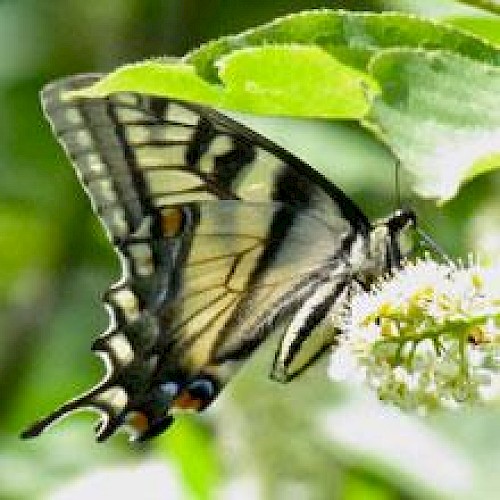 A butterfly with black, yellow, and blue patterns is perched on a white flower, surrounded by green leaves in the background.