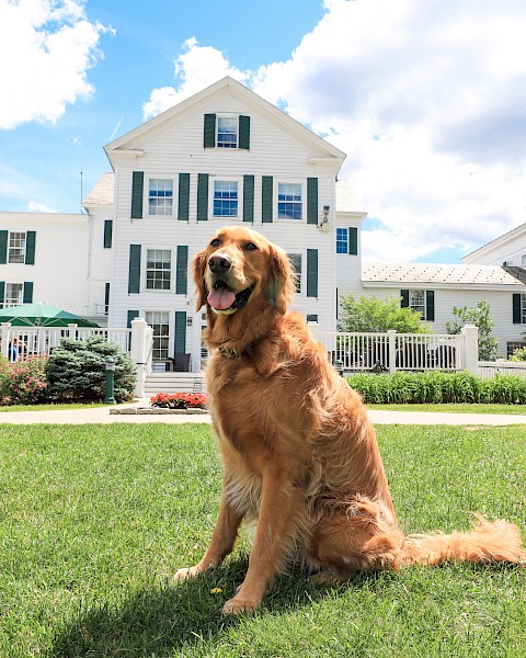 A golden retriever sits on a grassy lawn in front of a large white house with green shutters under a partly cloudy sky.